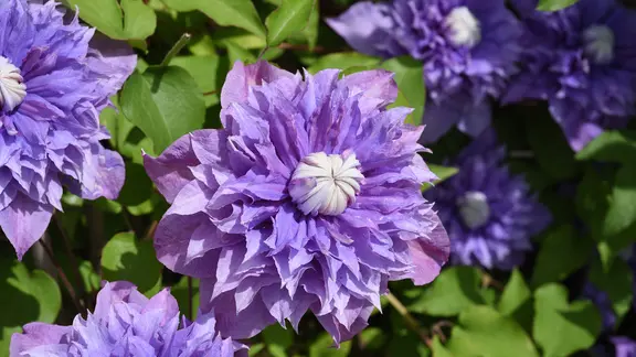 Clematis pflanzen: Tipps zur Pflege und Dngung der Waldrebe | ndr.de