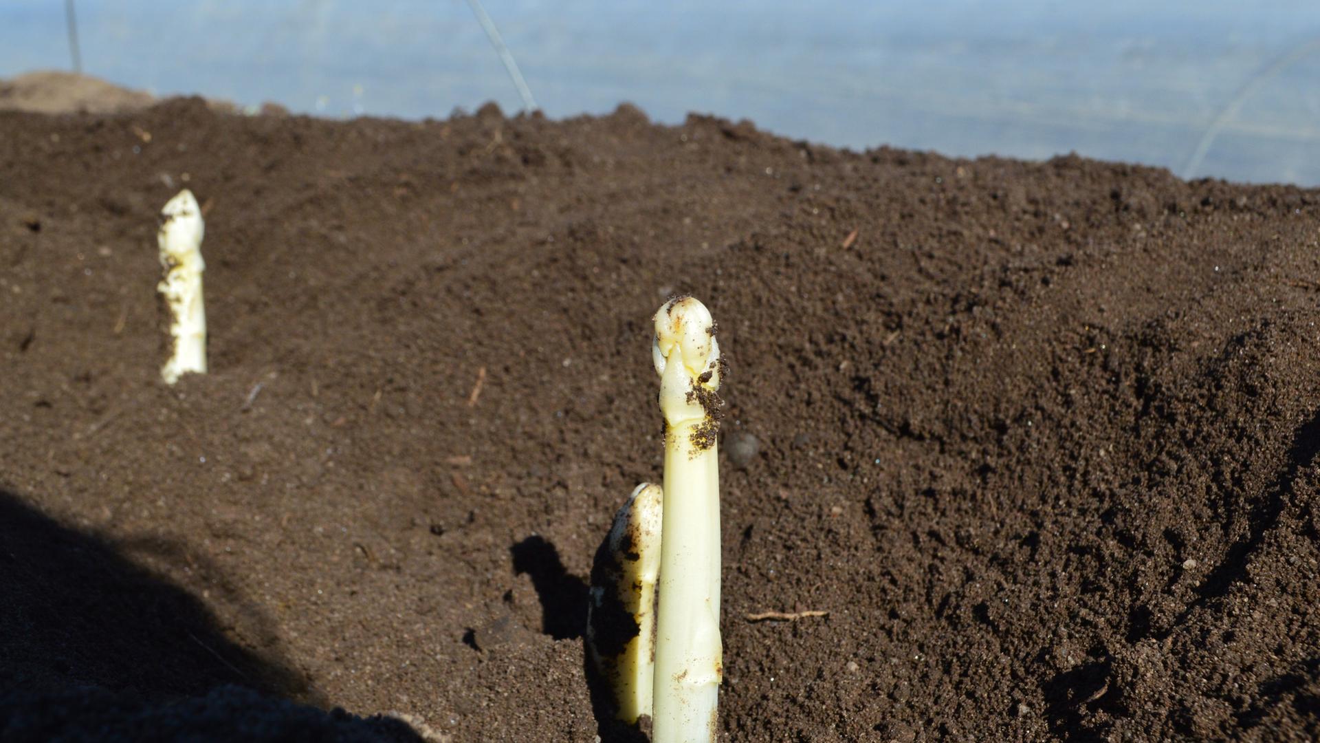 Spargelsaison in Schleswig-Holstein eröffnet: Preise steigen leicht