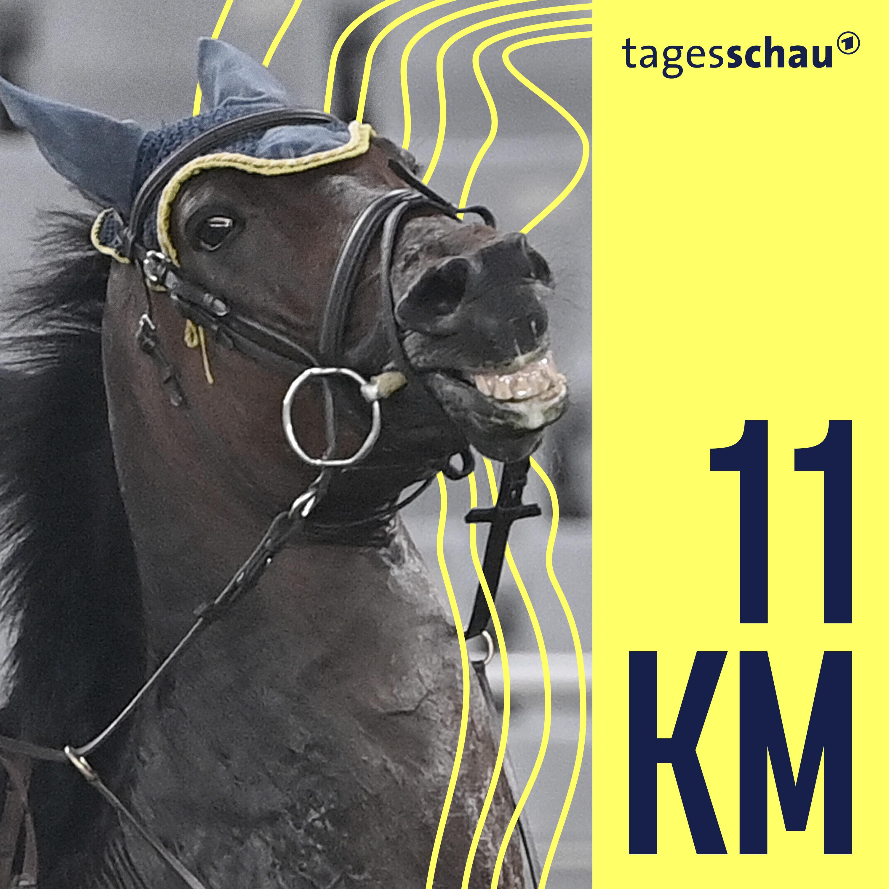 Auf dem Rücken der Pferde - Tierquälerei im Reitsport