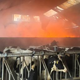 Mehrere Kühe stehen in einem Stall, der Bereich hinter ihnen steht in Flammen.