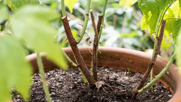 Himbeeren schneiden, pflanzen und pflegen | ndr.de