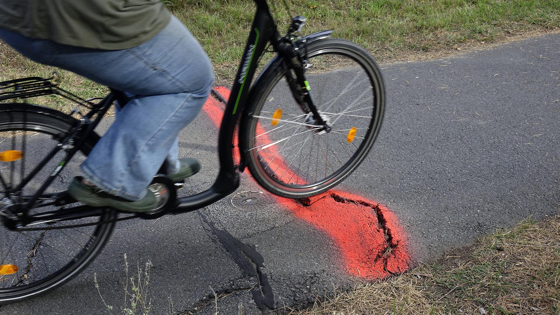 Kaputte Radwege: So kämpft SH gegen Wurzelschäden