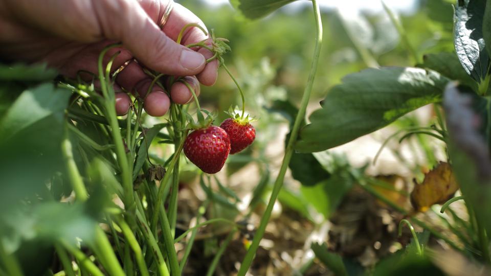 Erdbeeren schmecken pflückfrisch meist am besten. | Lisa Pandelaki Reife Erdbeeren an einer Erdbeerpflanze