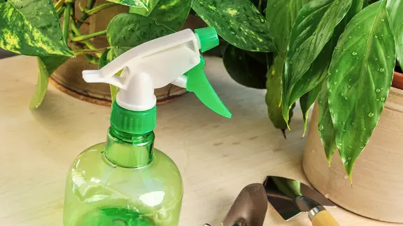 Mit einer Sprühflasche lassen sich die typischen Spinnweben der Spinnmilbe leicht erkennen. | Colourbox Diverse Zimmerpflanzen und Kleingeräte mit einer Sprühflasche