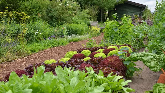 Gemüsebeet | fotolia, Joachim B. Albers Gemüsebeet