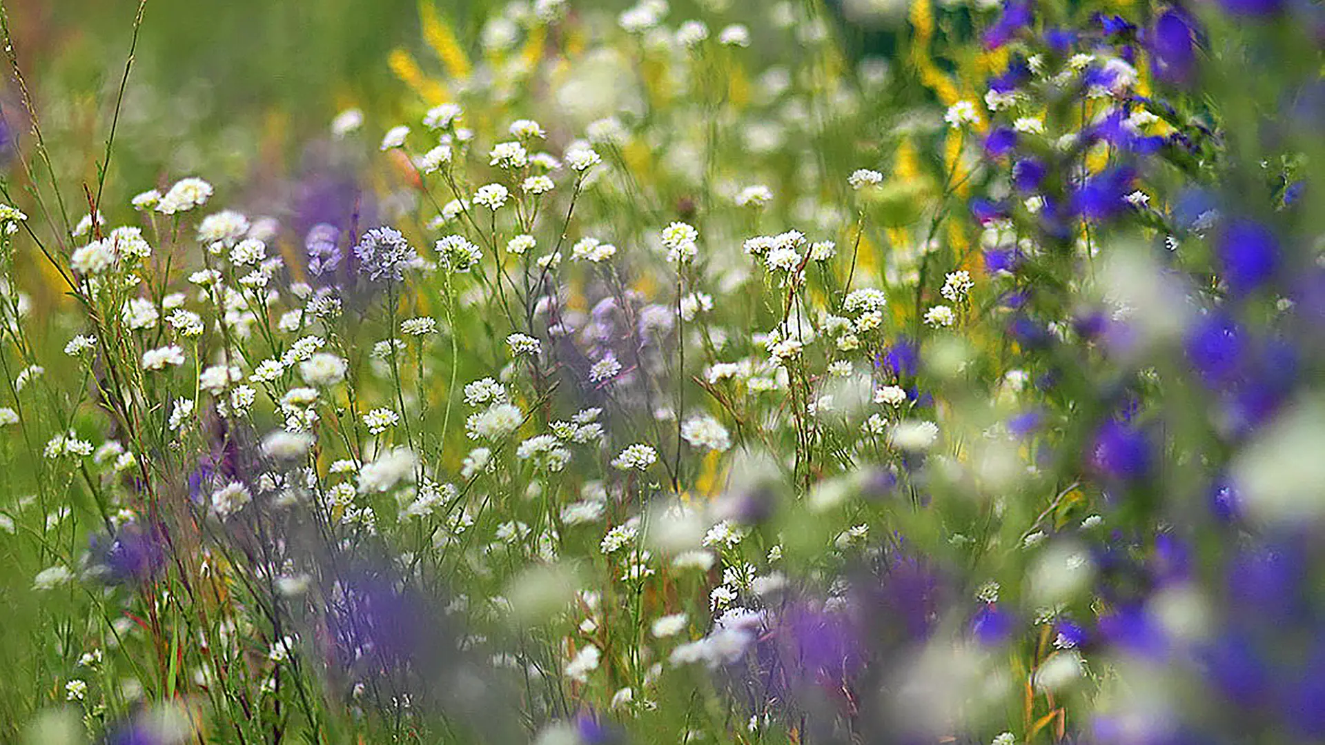 Eine kleine Wildblumenwiese im Rasen anlegen | ndr.de
