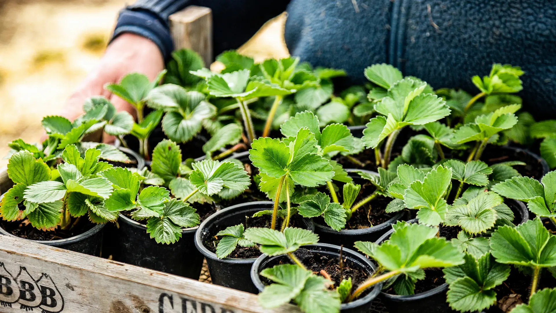 Erdbeeren pflanzen, pflegen und vermehren