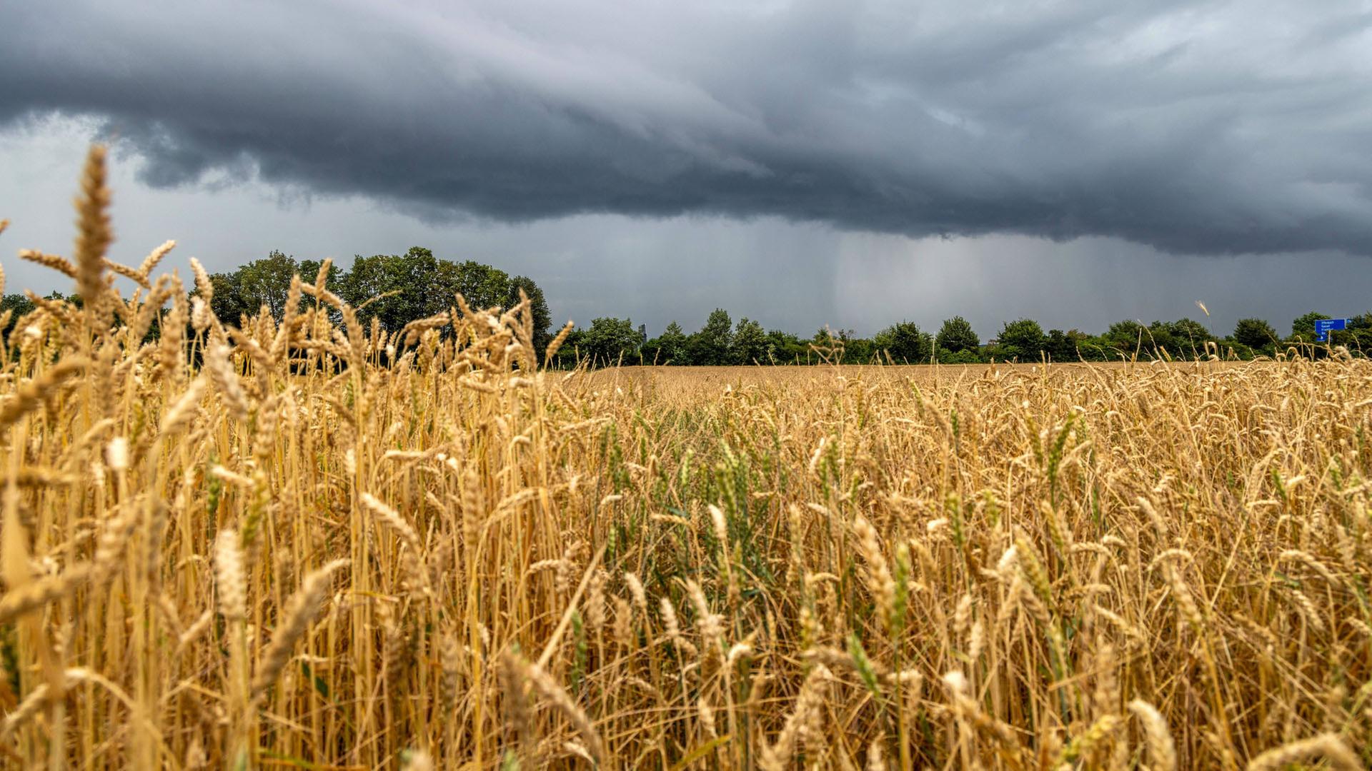 Regen verzögert Weizenernte – steigen die Brotpreise?