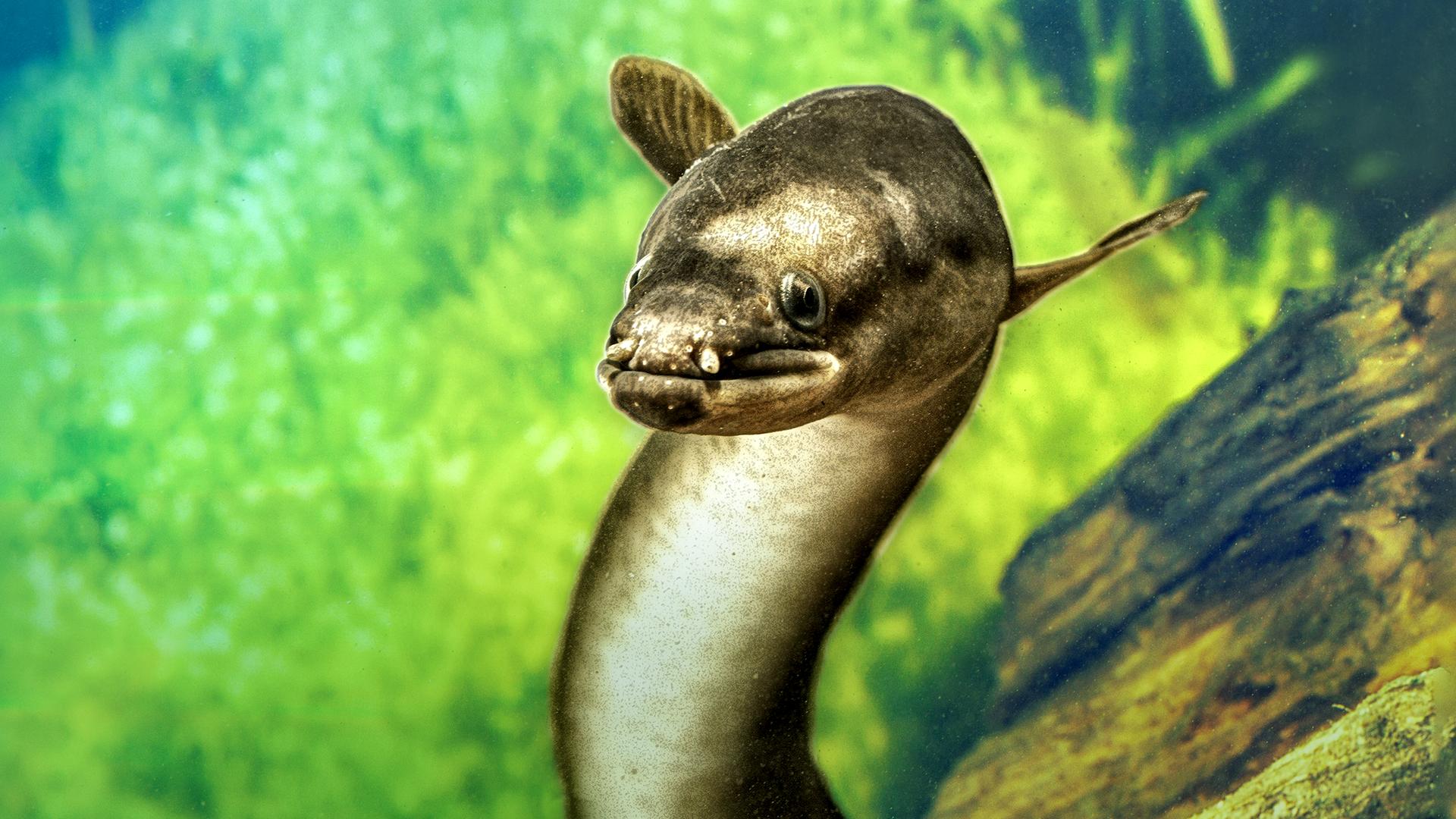 Unterwasserporträt eines aufgerichteten Aals, der quasi in die Kamera guckt. | picture alliance | blickwinkel/A. Hartl | Andreas Hartl