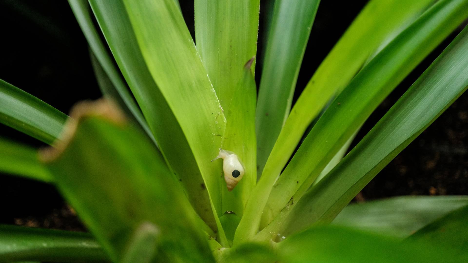 Vom Aussterben bedroht: Moorea-Baumschnecke ausgewildert