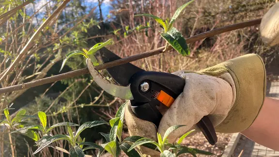 Ein frostfreier Tag im Spätwinter ist ideal, um Sommerflieder zu schneiden. | NDR Ein Sommerflieder wird zurückgeschnitten