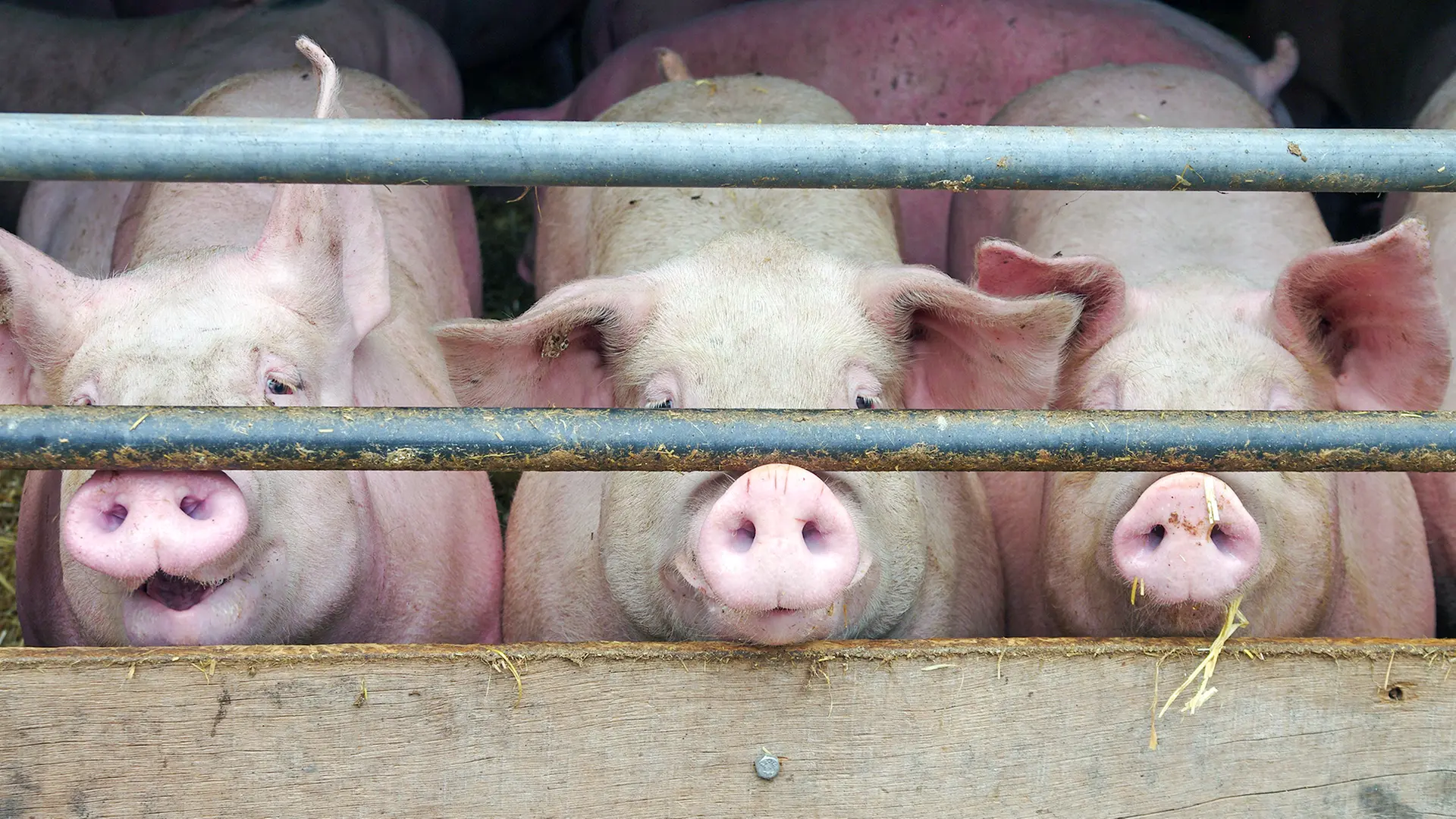 Viele Schweinemastbetriebe in Schleswig-Holstein schließen