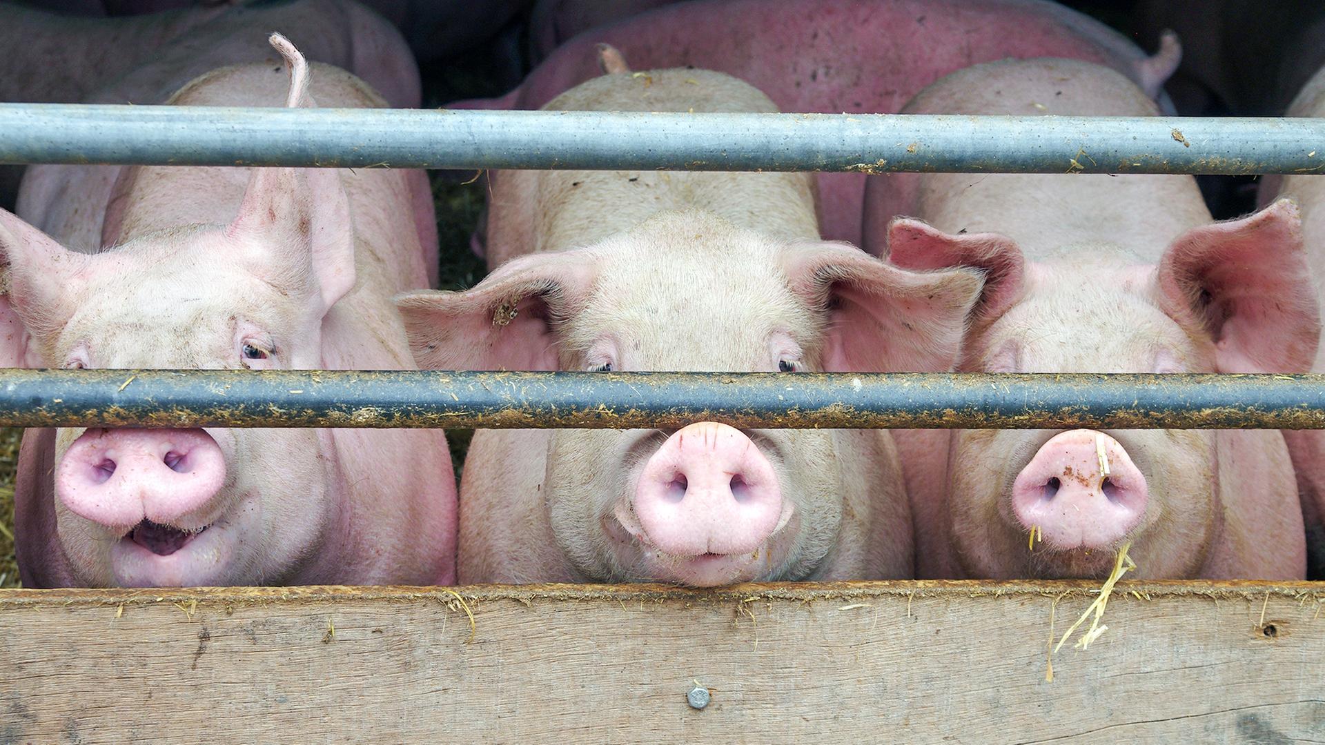 Mehr Tierwohl durch KI: Wie klingt ein glückliches Schwein?
