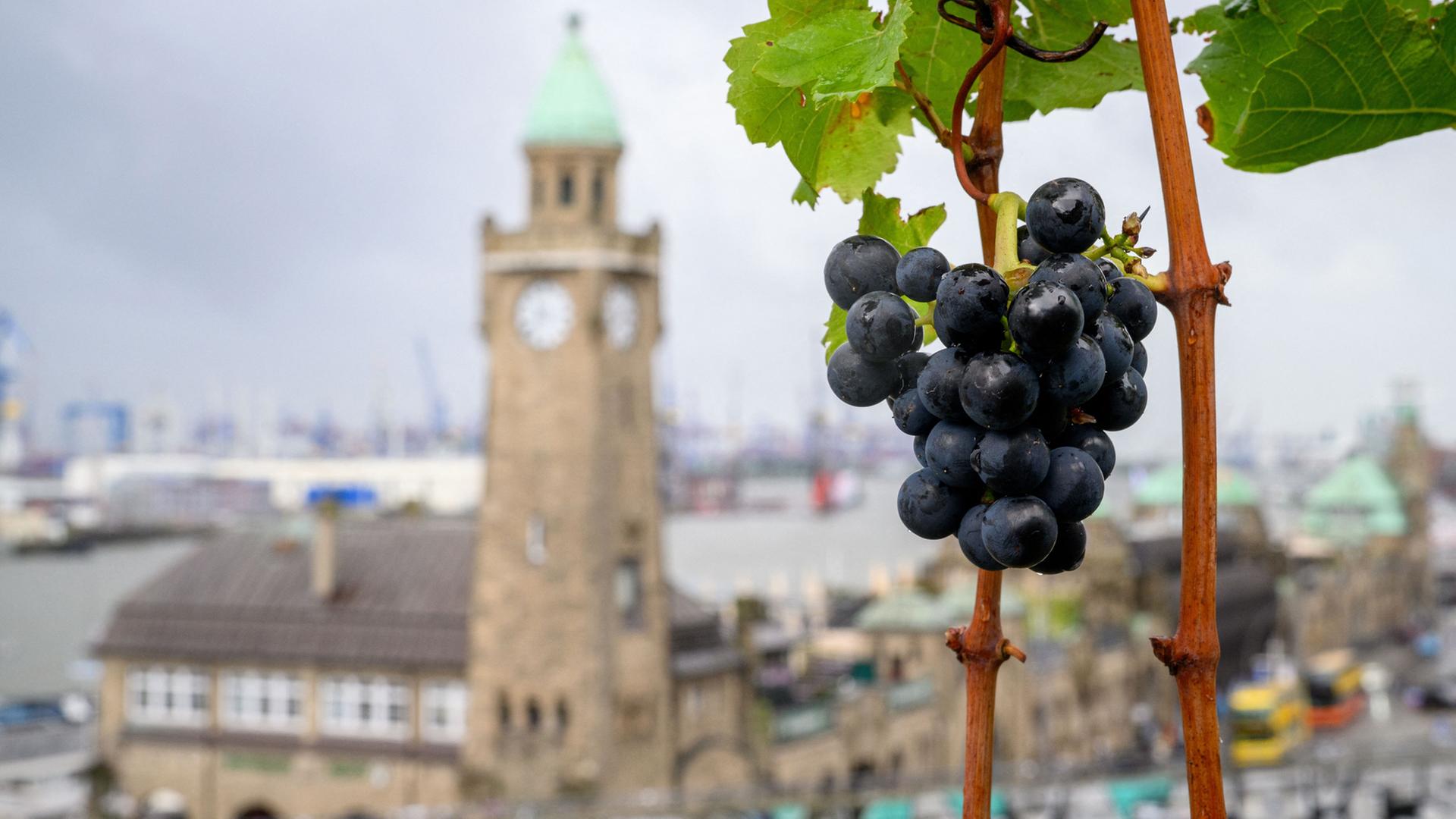 Rotwein vom Stintfang in Hamburg - eine "knappe Nummer"