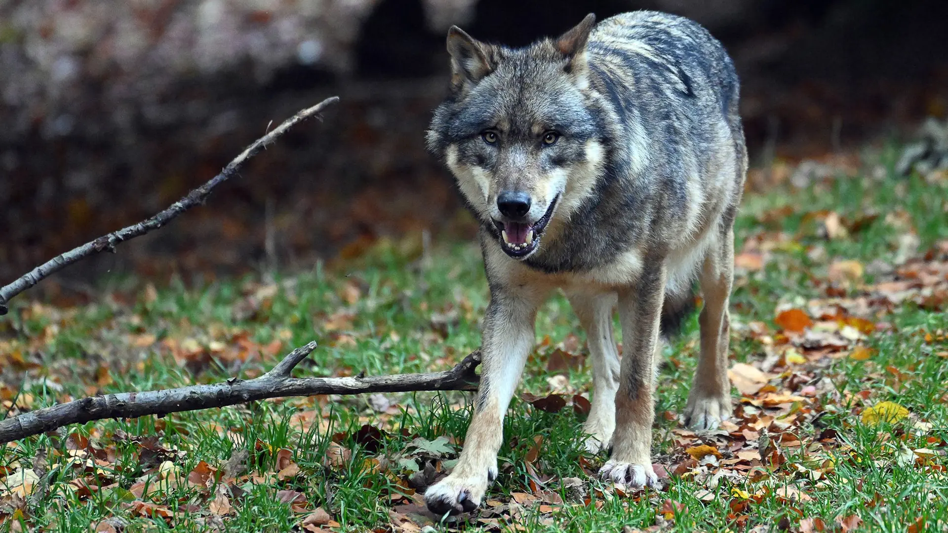 Wolfsrisse im Elbe-Weser-Dreieck entfachen Abschuss-Debatte