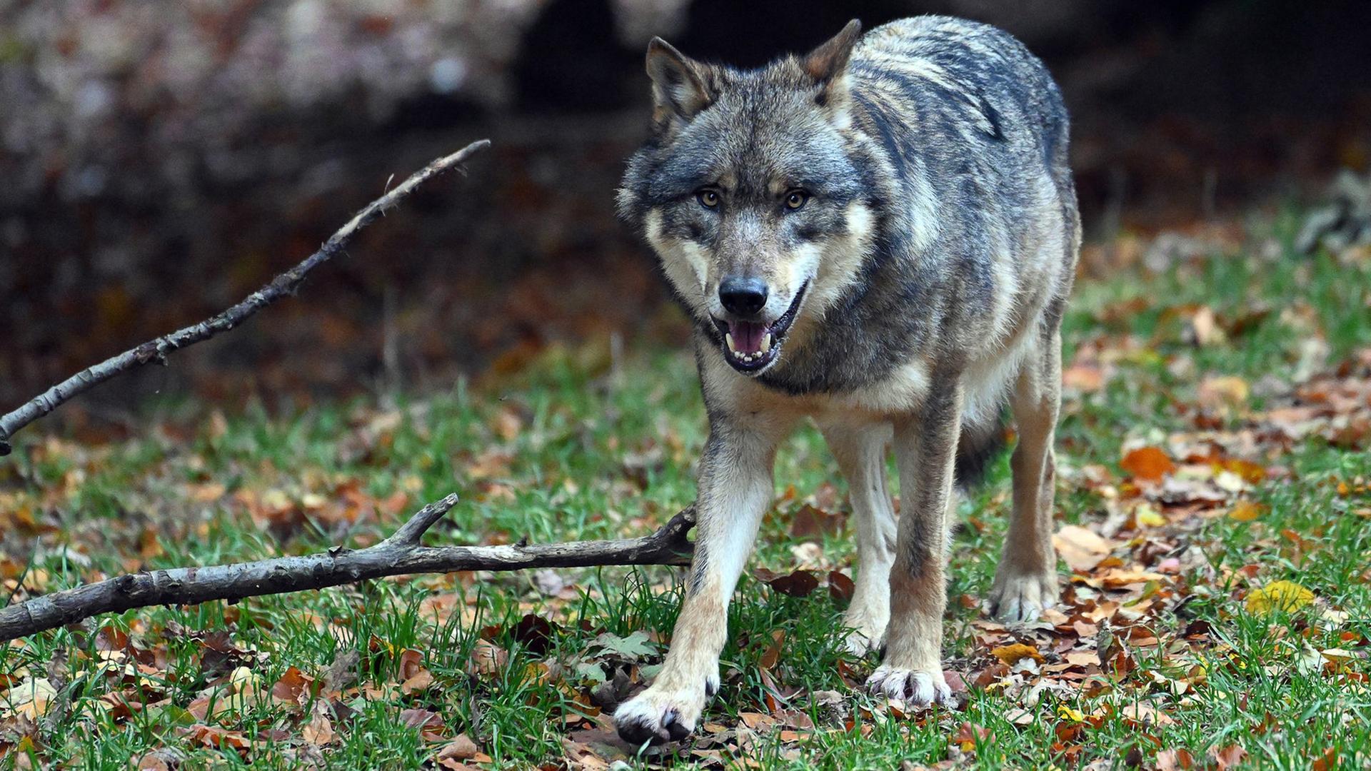 Das Bild zeigt einen Wolf. | picture-alliance/dpa, Swen Pförtner