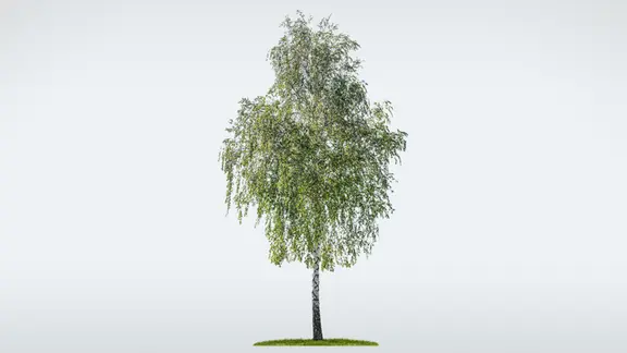 Die gemeine Birke (Betula pendula) | ndr.de