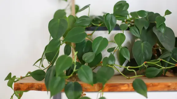 Eine Efeutute steht auf einem hängenden Wandregal. | NDR, Pia Schmikl Eine Efeutute steht auf einem hängenden Wandregal.