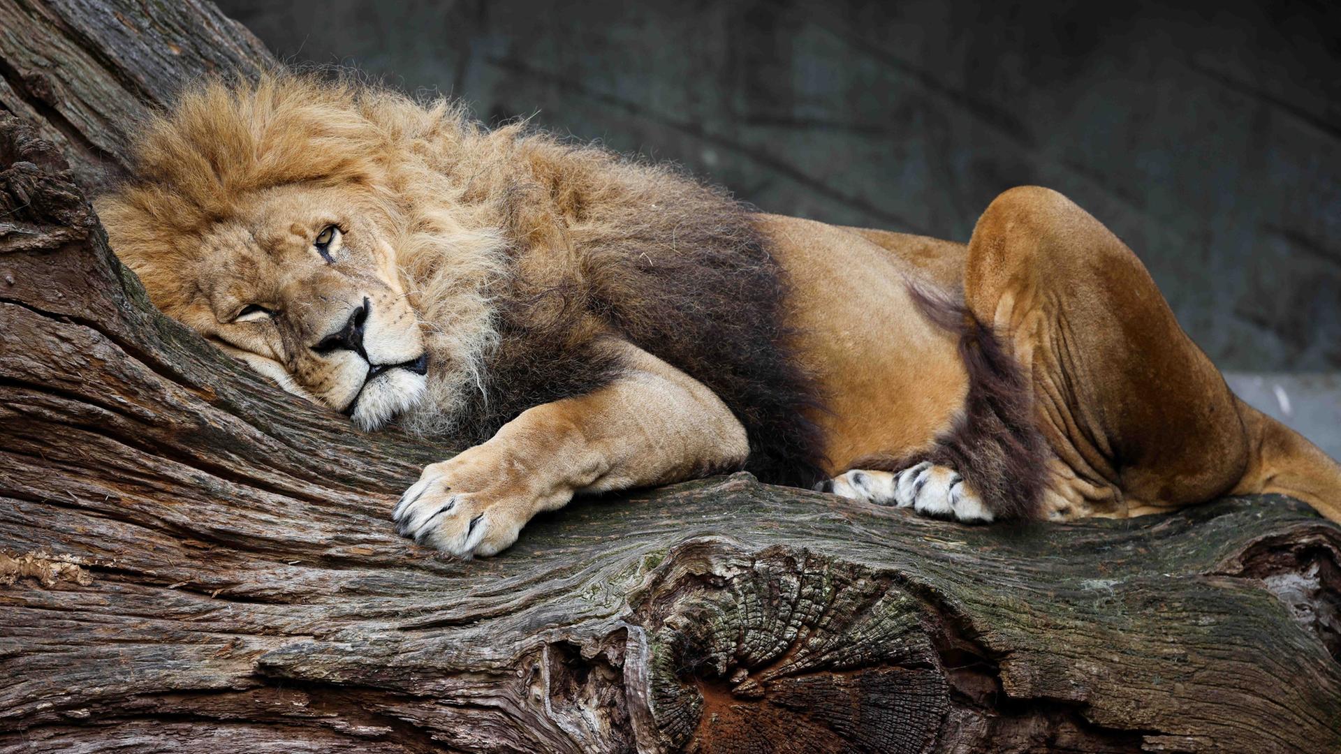 Hamburg: Tierpark Hagenbeck trauert um den Löwen Nawiri