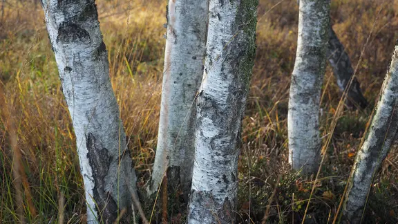 feigenbaum dngen mit zitrusdnger Feigenbaum Dnger von Flora Boost fr gesunde Obstbume
