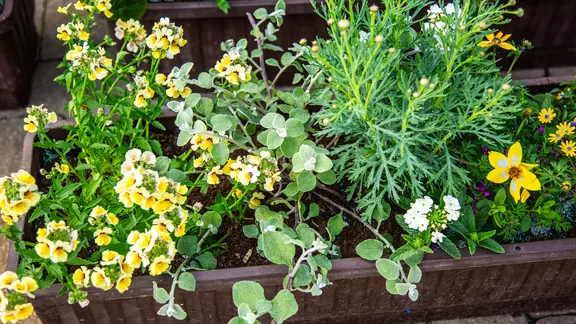 Balkon bepflanzen: Sommerblumen fr Sonne und Schatten | ndr.de