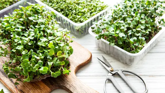 Verschiedene Microgreens