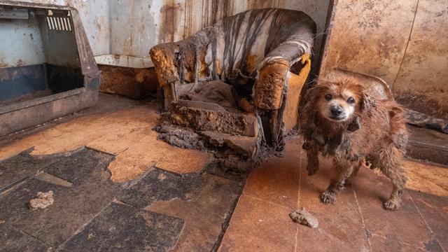 Animal Hoarding: Wenn Tiere halten zur Sucht wird