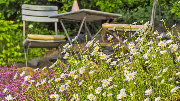 kalk zum rasen düngen DCM Grün-Kalk – pH-hebend für Rasen & Garten – LazyGarden main image 1
