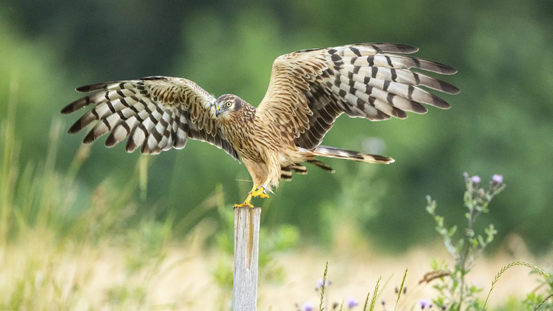 kleiner-greifvogel-seltene-wiesenweihe-stark-bedroht-ndr-de