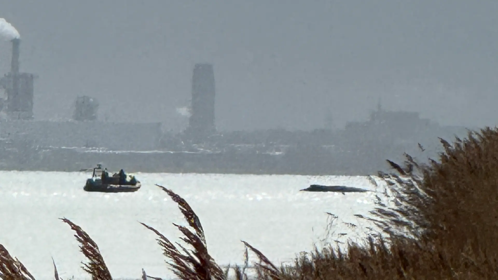Liveticker: Buckelwal liegt vor Insel Poel wohl wieder auf