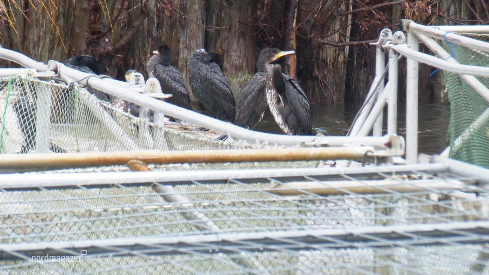 Schwerin: Kormorane fressen Fischern die Forellen weg