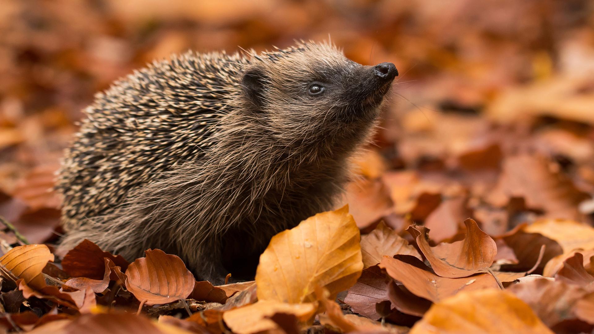 Ein Igel im Herbstlaub | fotolia, kwasny221
