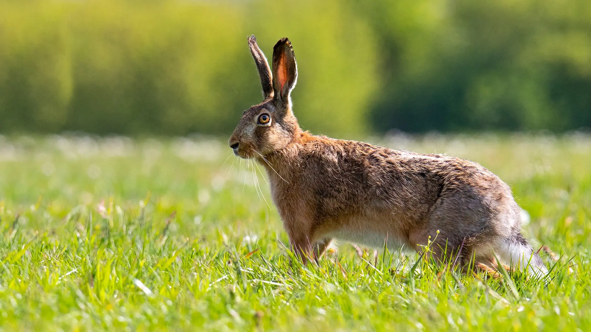 Aggressiver Kaninchenpestvirus in Dithmarschen nachgewiesen