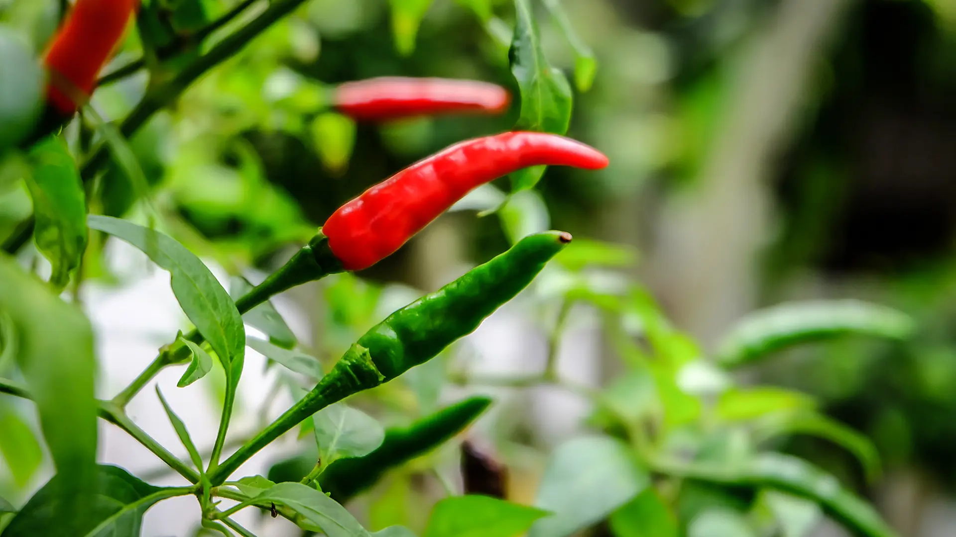 Chili pflanzen: So klappt der Anbau im Beet und Topf | ndr.de