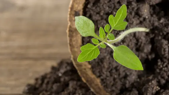 Tomatenpflanze in einem Anzuchttöpfchen