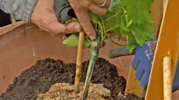Wein im eigenen Garten anbauen | ndr.de