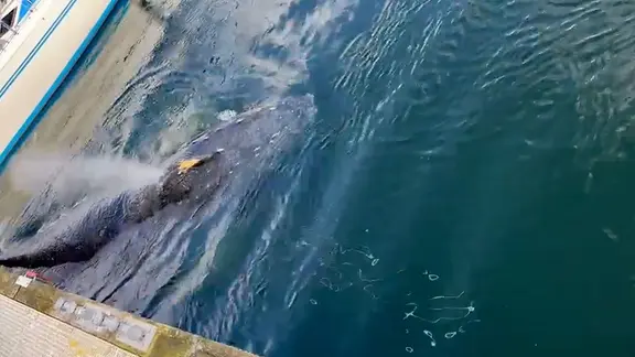 Ein Buckelwal in der Kieler Förde.
