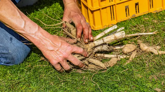 phosphathaltiger dünger Microbe-Lift Plants P Phosphor Dünger für gesunde Pflanzen