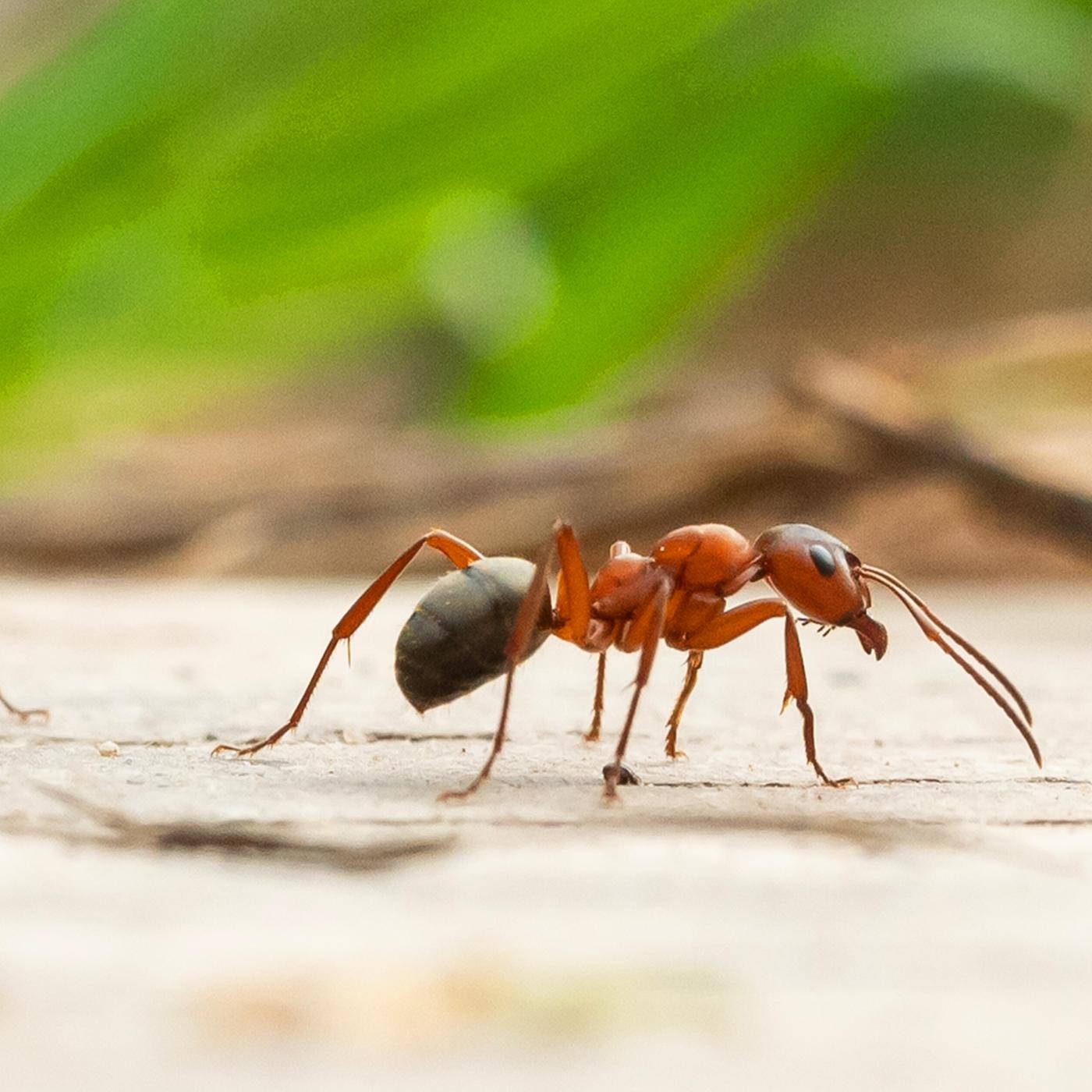 Zerstrerische Tapinoma-Ameise auf dem Vormarsch