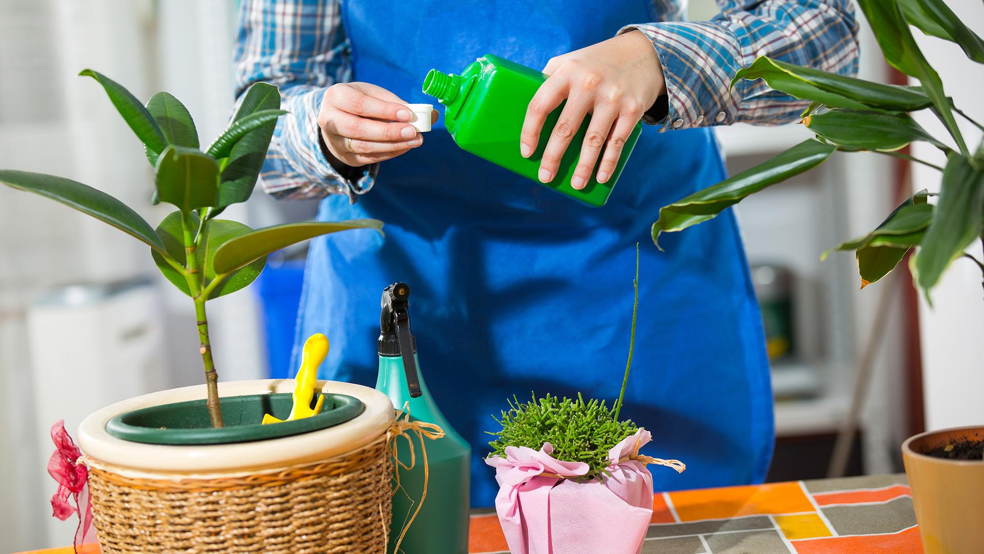 Jemand gießt neben einer Zimmerpflanze Dünger in eine Kappe | Panther Media, PhotoTime (YAYMicro)