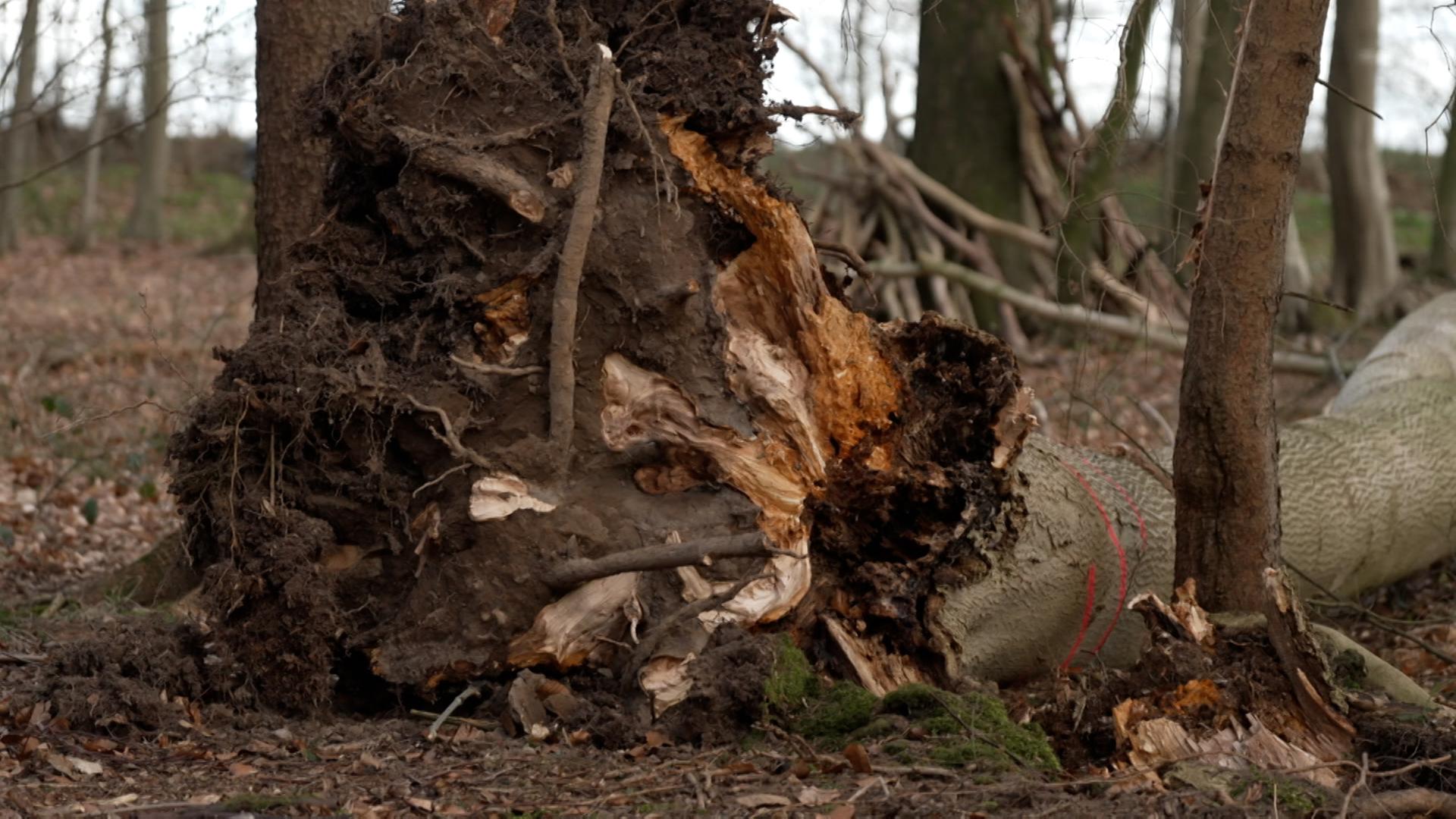 Unglücks-Baum bei Satrup hätte im Herbst gefällt werden sollen
