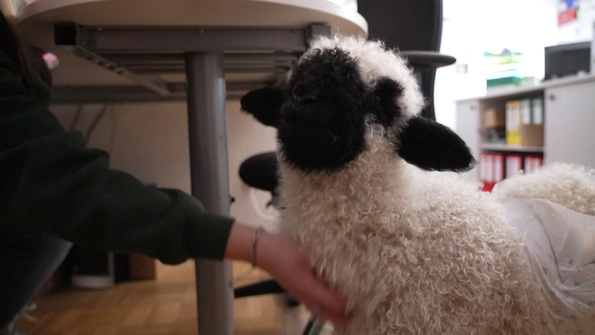 Shaun lernt den Alltag auf dem bauernhof kennen.  | Carsten Busch