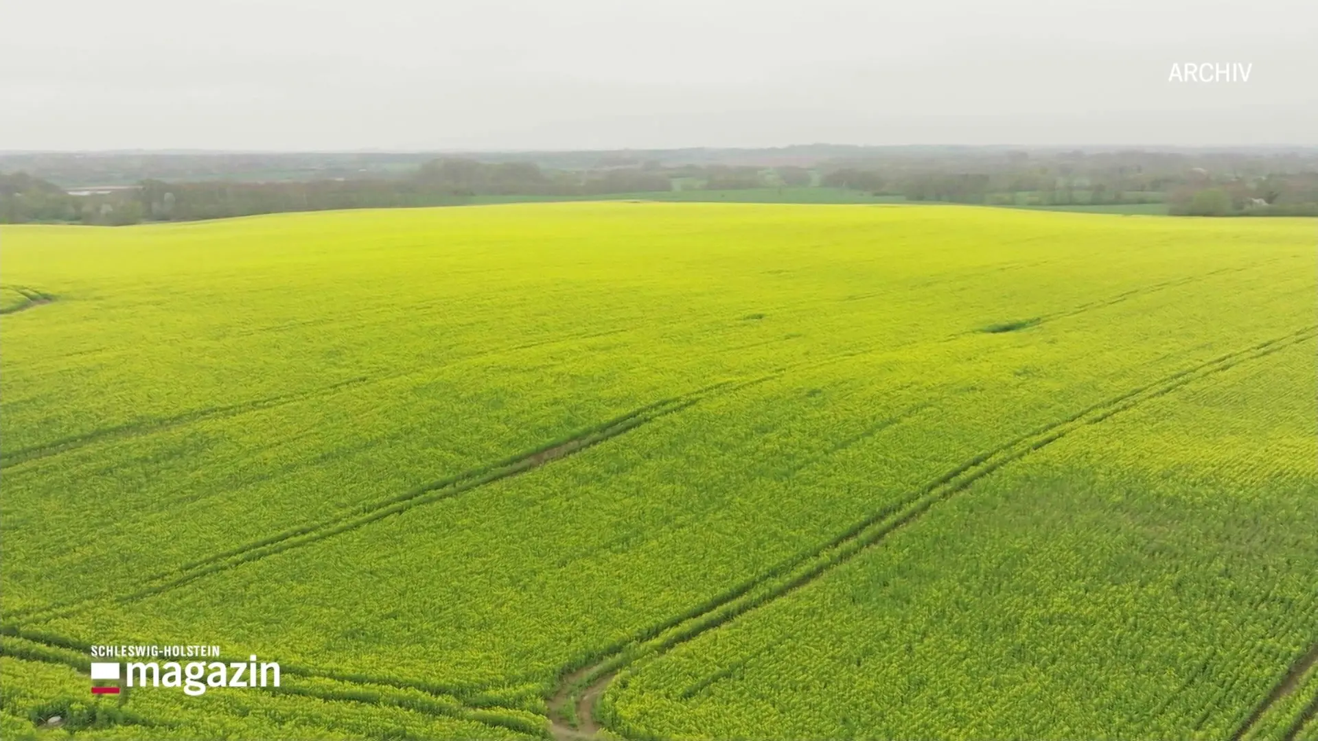 Raps-Ernte in Gefahr: Bauer klagt über Schädlinge