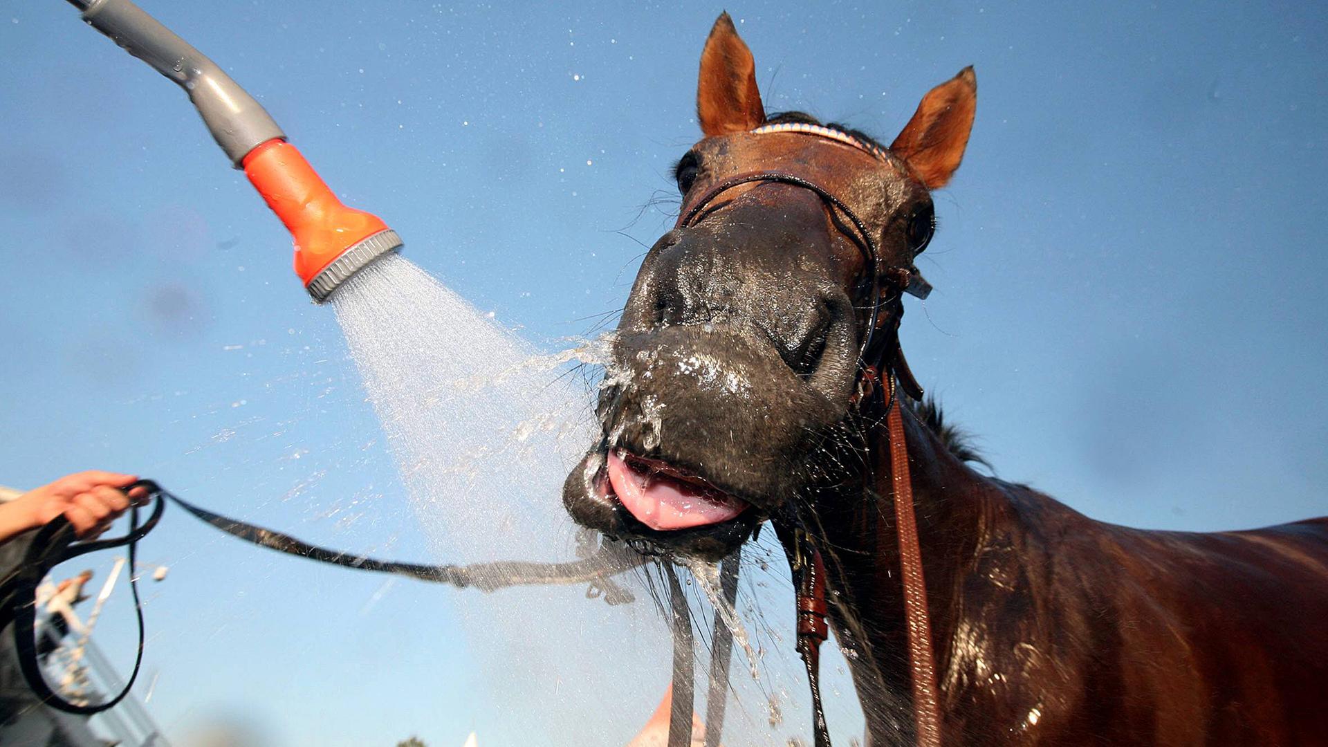 Beim Galoppderby in Hamburg wird ein Pferd mit Wasser gekühlt | IMAGO / Galoppfoto
