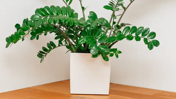 Große Glücksfeder in einem weißem Topf