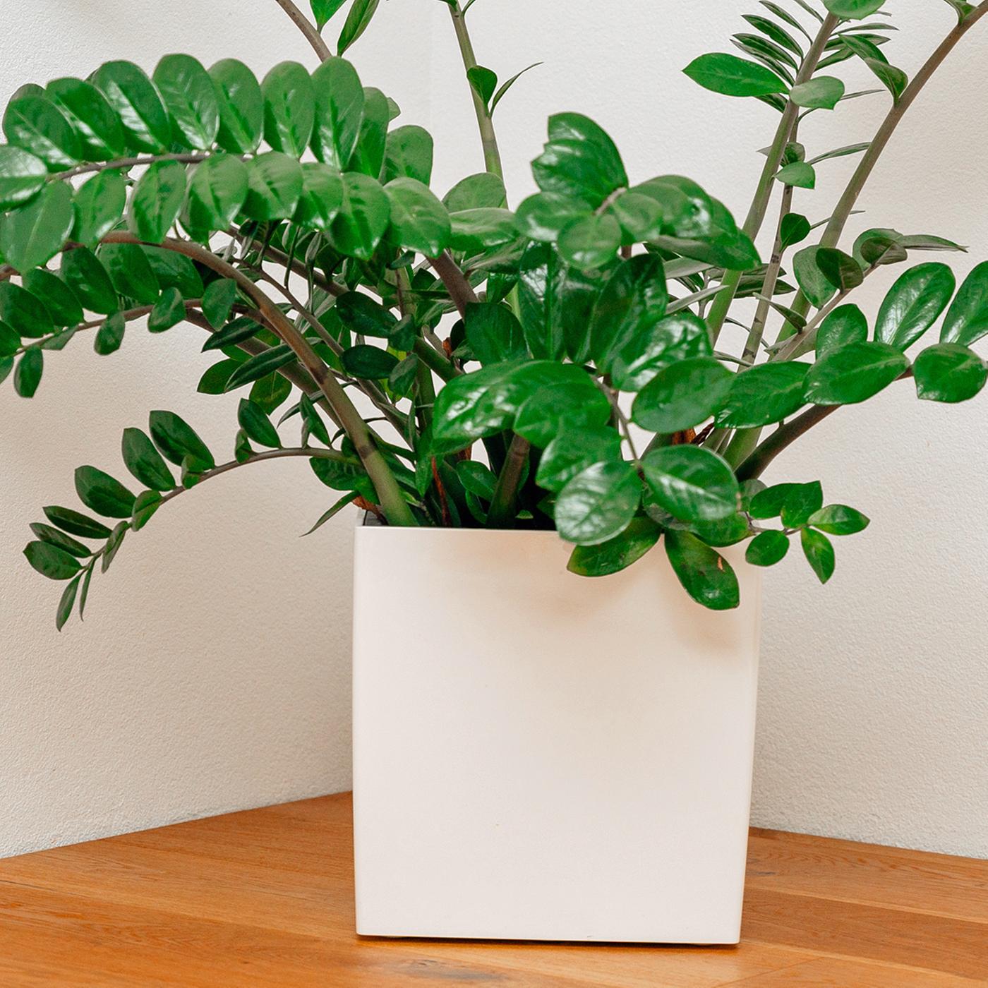 high k dünger Knapkon Carbon Vital+ Herbstrasendünger High K