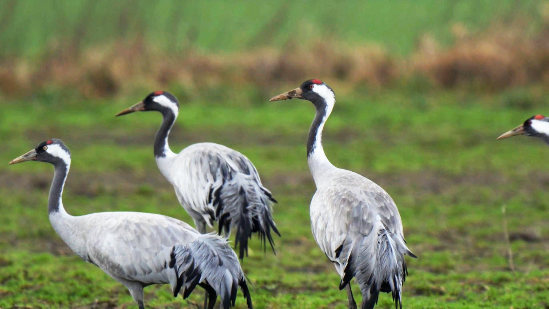 Tote Kraniche entdeckt: Erste Fälle der Vogelgrippe in Hamburg Tote Kraniche entdeckt: Erste Fälle der Vogelgrippe in Hamburg