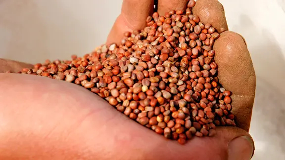 Senfsaat in einer Hand