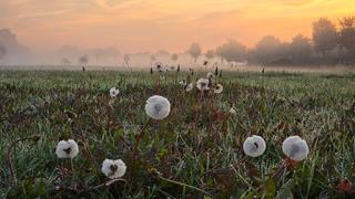 Pusteblumen auf einer Wiese bei Sonnenaufgang.