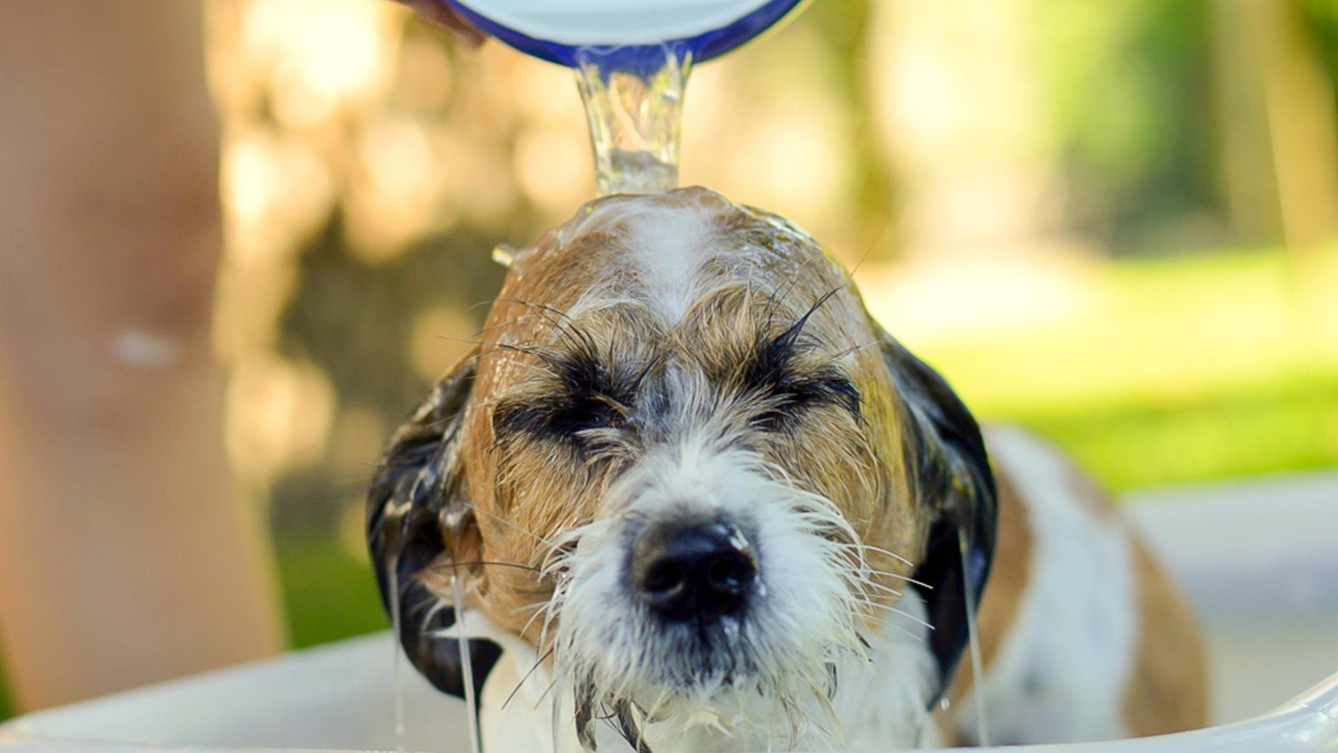Ein Hund wird mit Wasser begossen | photocase.de, Sonja Rachbauer